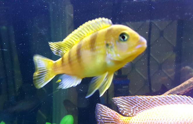 freshwater fish stocking in 200 gallons tank - African Butterfly Peacock Cichlid