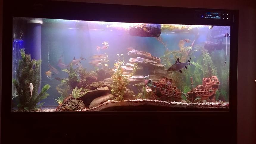 Rated #31: 135 Gallons Freshwater Fish Tank - New layout design with a slight drop off point