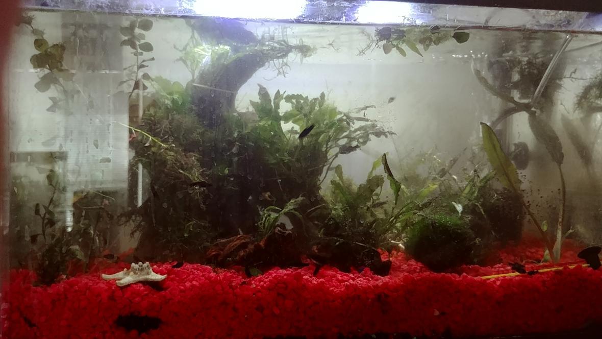 135 gallons planted tank (mostly live plants and fish) - 10 gallon fry raising tank