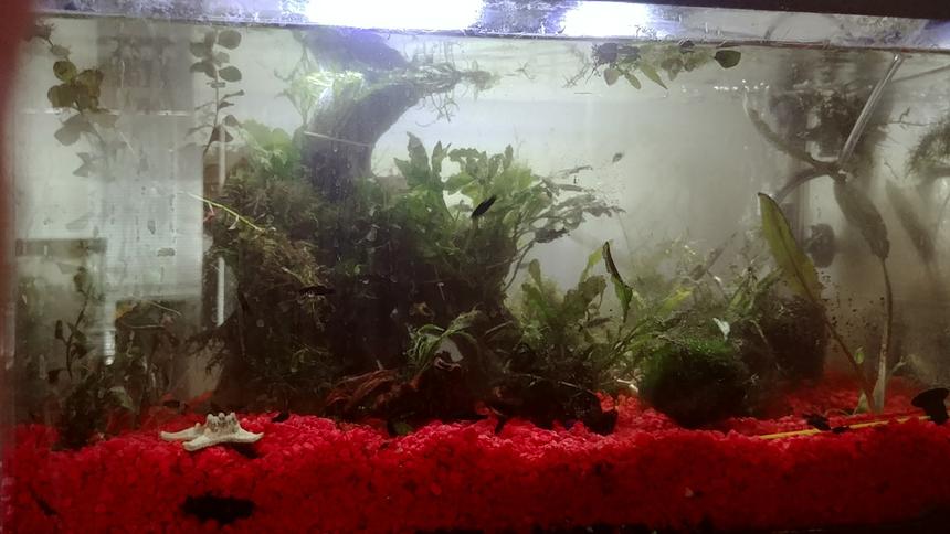 Rated #64: 135 Gallons Planted Tank - 10 gallon fry raising tank