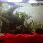 135 gallons planted tank (mostly live plants and fish) - 10 gallon fry raising tank