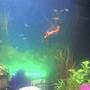 freshwater fish stocking in 19 gallons tank - Neona