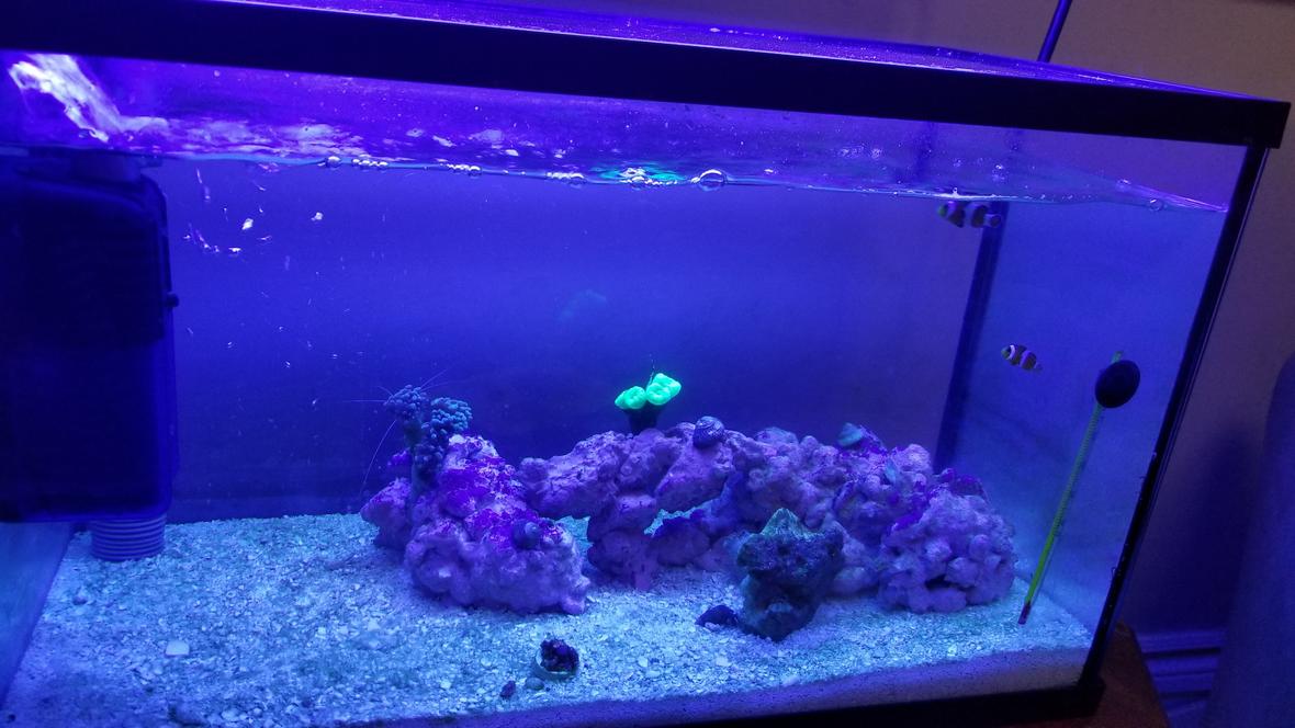 65 gallons saltwater fish tank (mostly fish, little/no live coral) - New light's