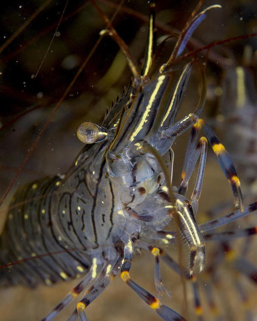 8 gallons saltwater fish tank (mostly fish, little/no live coral) - palaemon serratus