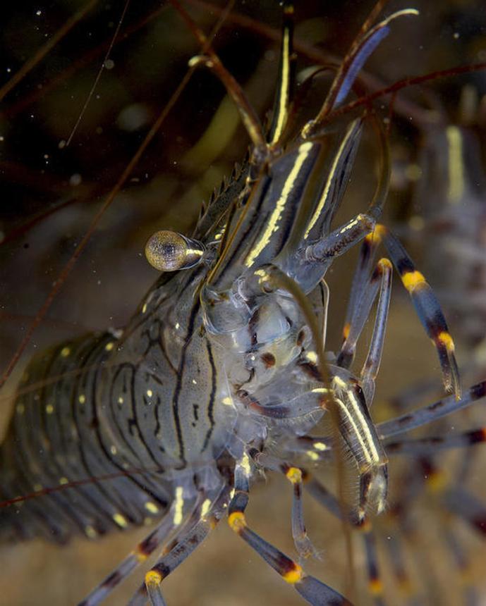 8 gallons saltwater fish tank (mostly fish, little/no live coral) - palaemon serratus