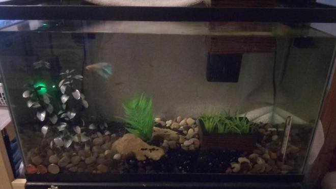 110 gallons freshwater fish tank (mostly fish and non-living decorations) - first tank ive owned