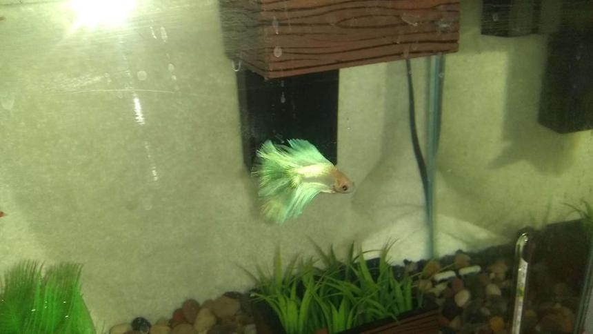 Rated #29: Freshwater Fish Stocking In 110 Gallons Tank - id like to know if my betta looks healthy enough or what i can do to make it really shine