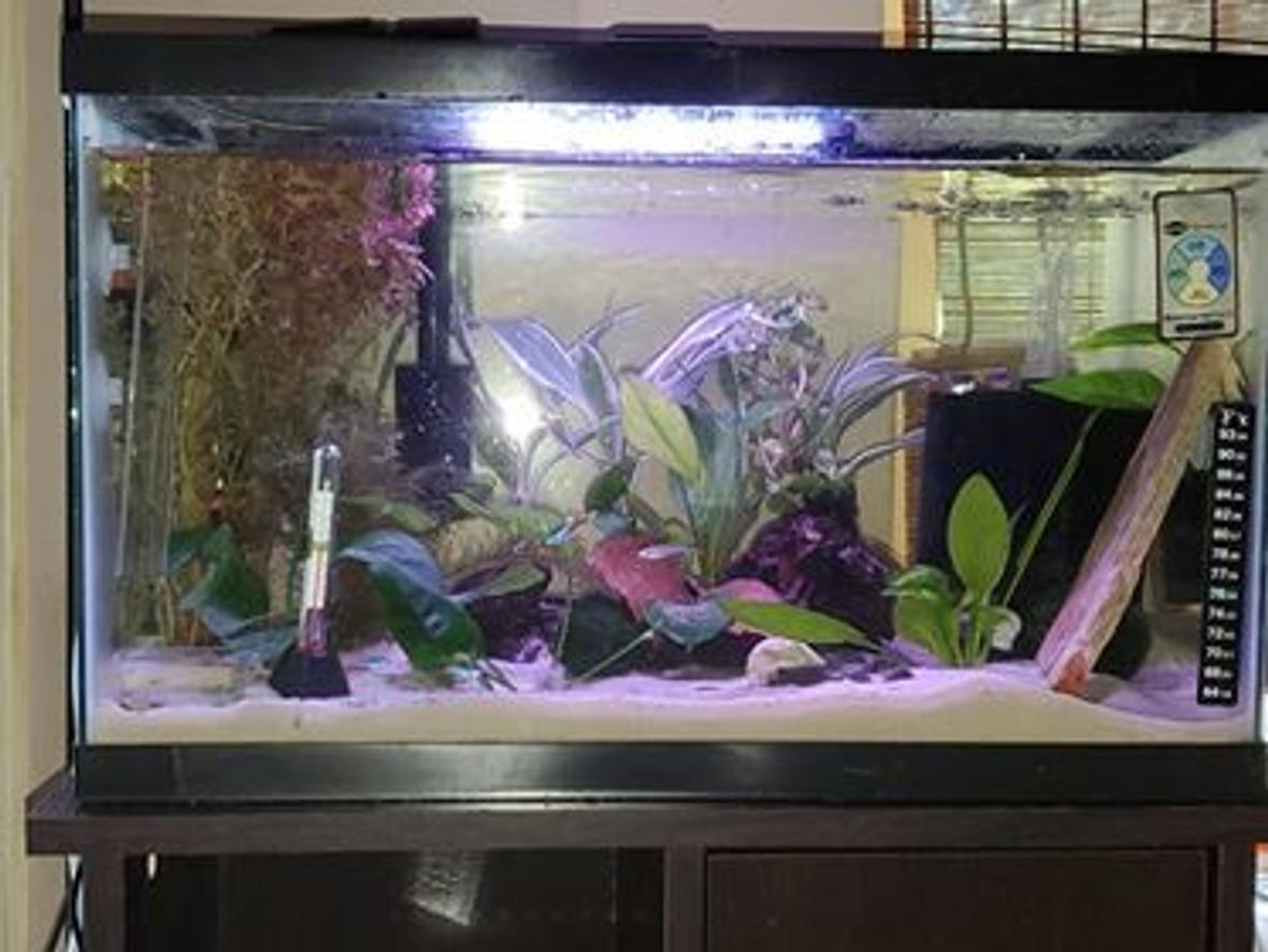 10 gallons planted tank (mostly live plants and fish) - Rainbows, Neon and Shrimp...OH MY!