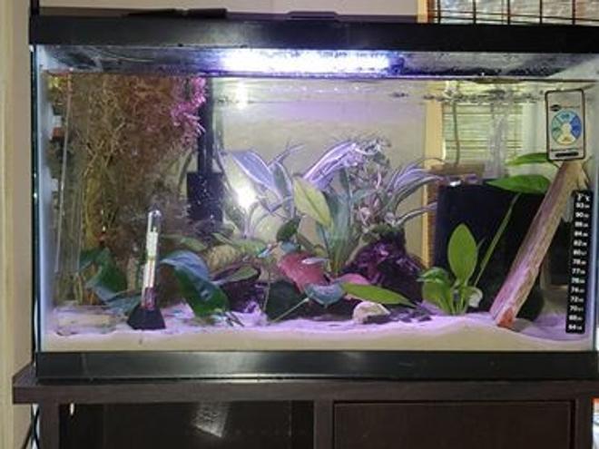 10 gallons planted tank (mostly live plants and fish) - Rainbows, Neon and Shrimp...OH MY!