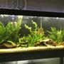 55 gallons planted tank (mostly live plants and fish) - 55 gal
