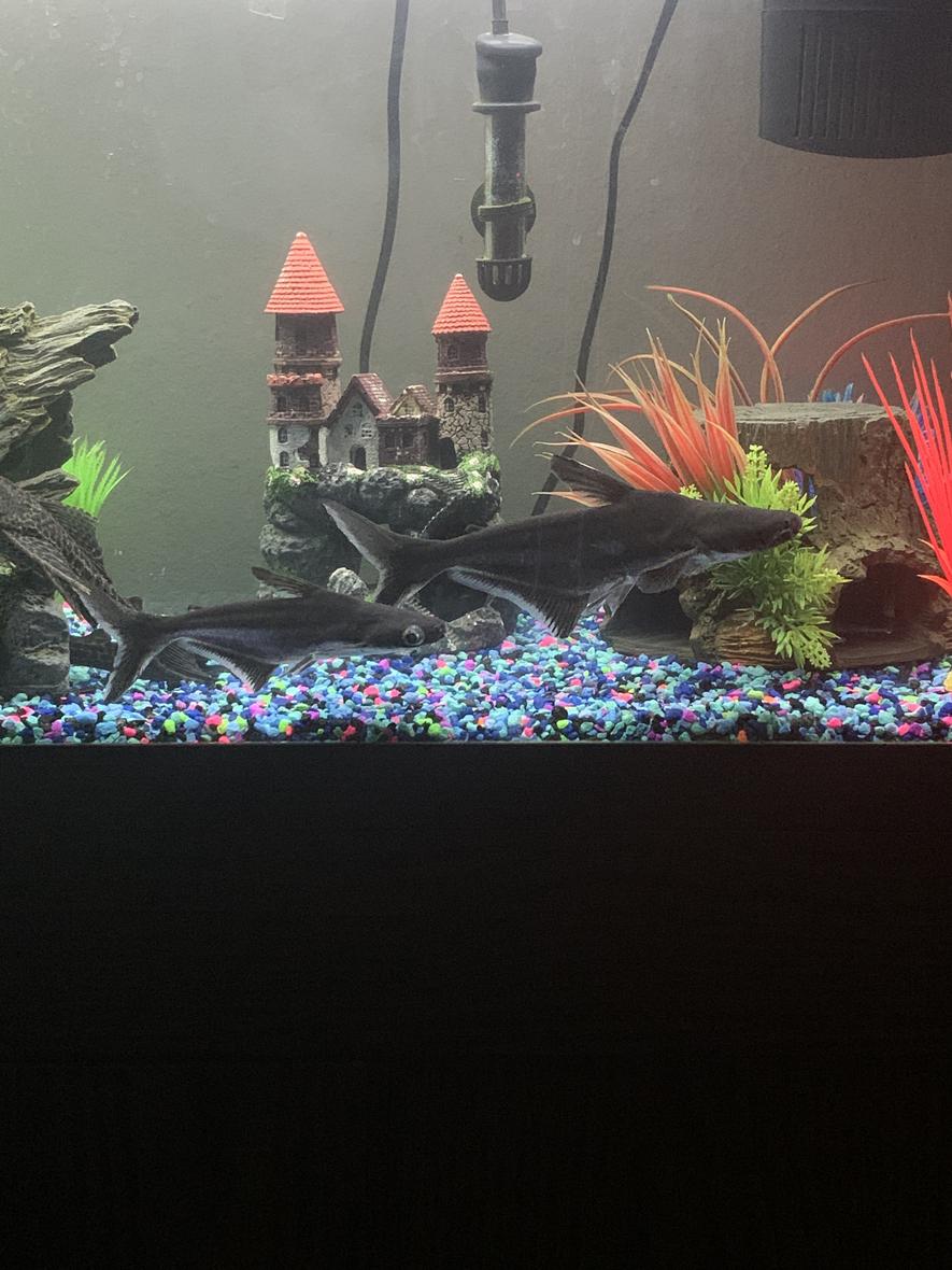 Rated #32: Freshwater Fish Stocking In 60 Gallons Tank - Donald`s Sharks