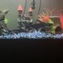 freshwater fish stocking in 60 gallons tank - Donald`s Sharks