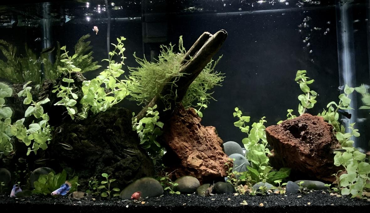 20 gallons planted tank (mostly live plants and fish) - 20 gallon high, Betta Sorority Community