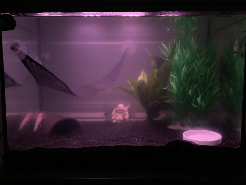 Rated #51: 20 Gallons Freshwater Fish Tank - axolotl tank