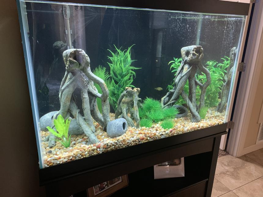 Rated #20: Freshwater Fish Stocking In 65 Gallons Tank - 65 g