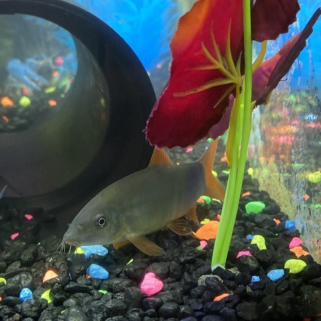 freshwater fish stocking in 30 gallons tank - Meet Selenite. I`m shy yet powerful, and very friendly when you get me comfortable. Sleek body show fish.