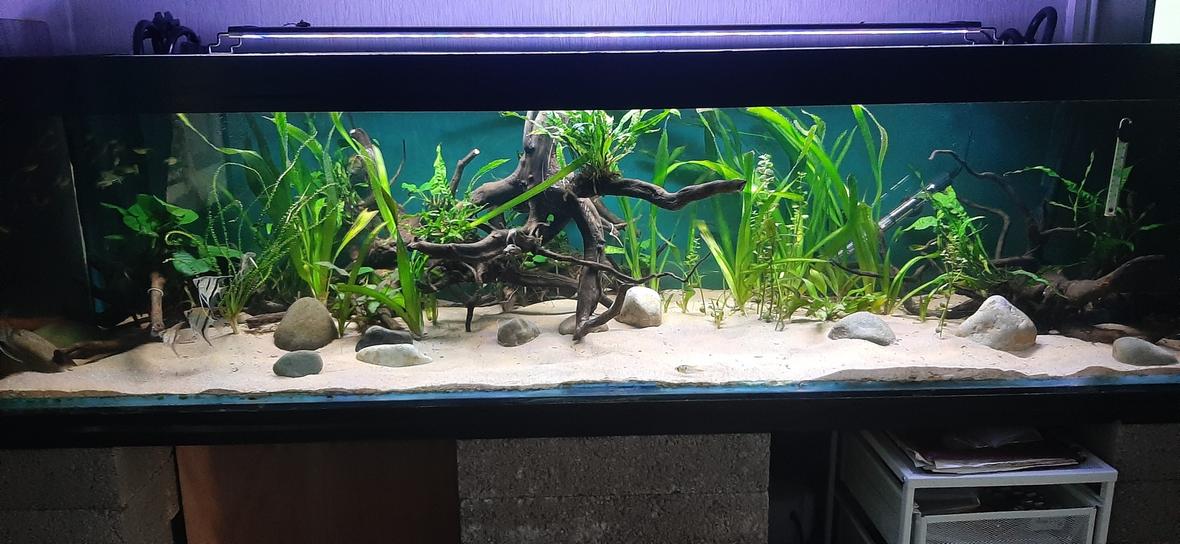134 gallons planted tank (mostly live plants and fish) - Planted with low demanding plants, Redmoor roots and sand simple setup.