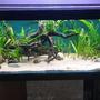 134 gallons planted tank (mostly live plants and fish) - Planted with low demanding plants, Redmoor roots and sand simple setup.
