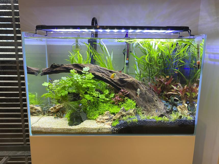 Rated #5: 23 Gallons Planted Tank - Updated the tank. Removed the gravel and added some Colorado sand. Looks more natural I think. Moved some plants around.