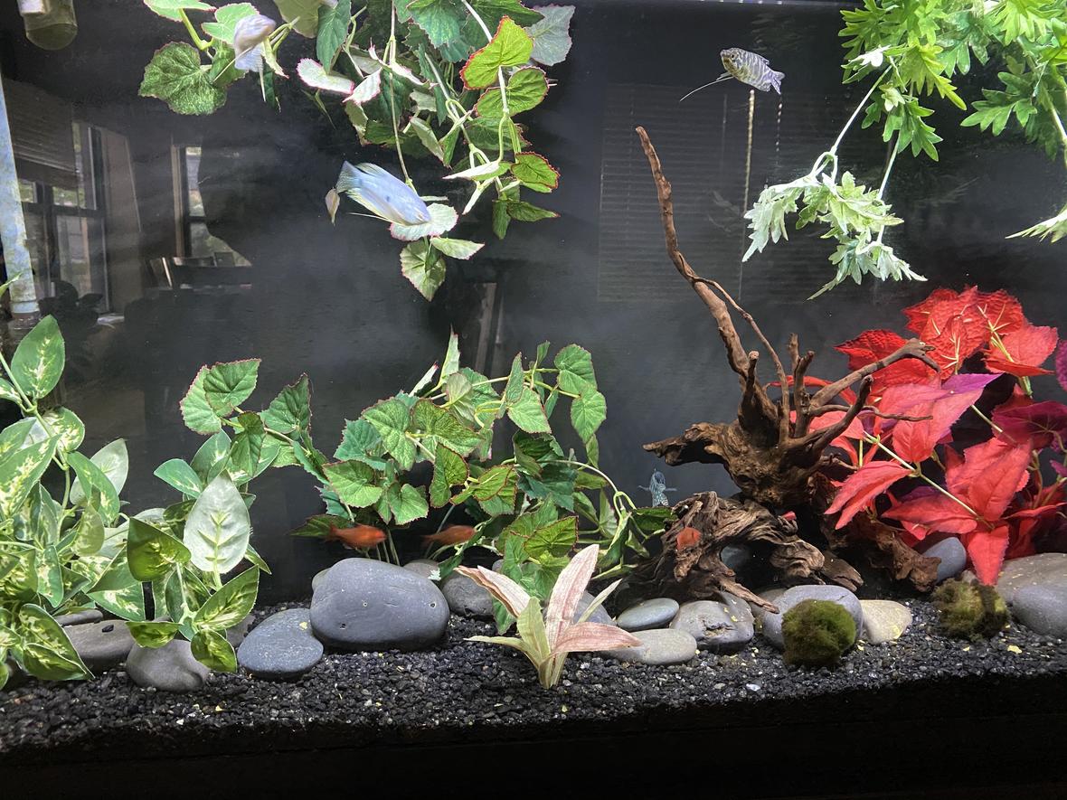 60 gallons freshwater fish tank (mostly fish and non-living decorations) - .