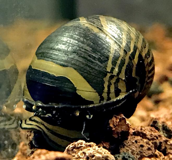 corals inverts stocking in 55 gallons tank - Front of Nerite Zebra snail.