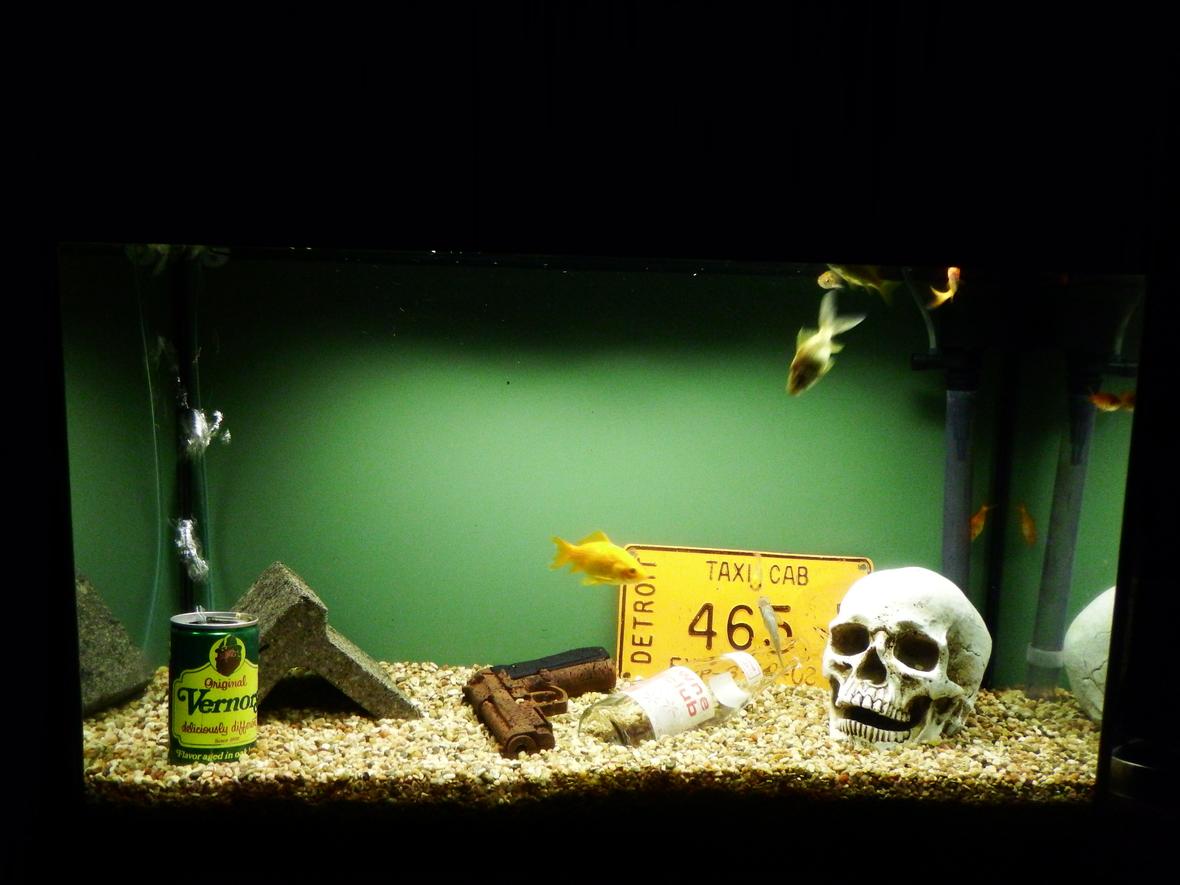 fish tank picture - September 1, 2020.