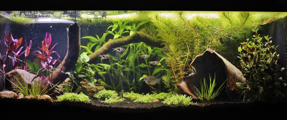 50 gallons planted tank (mostly live plants and fish) - 50 gallons low tech tank. Ph: 6.5 Stocking: 2 pearl gouramies, 6 harlequin rasboras, nerites.