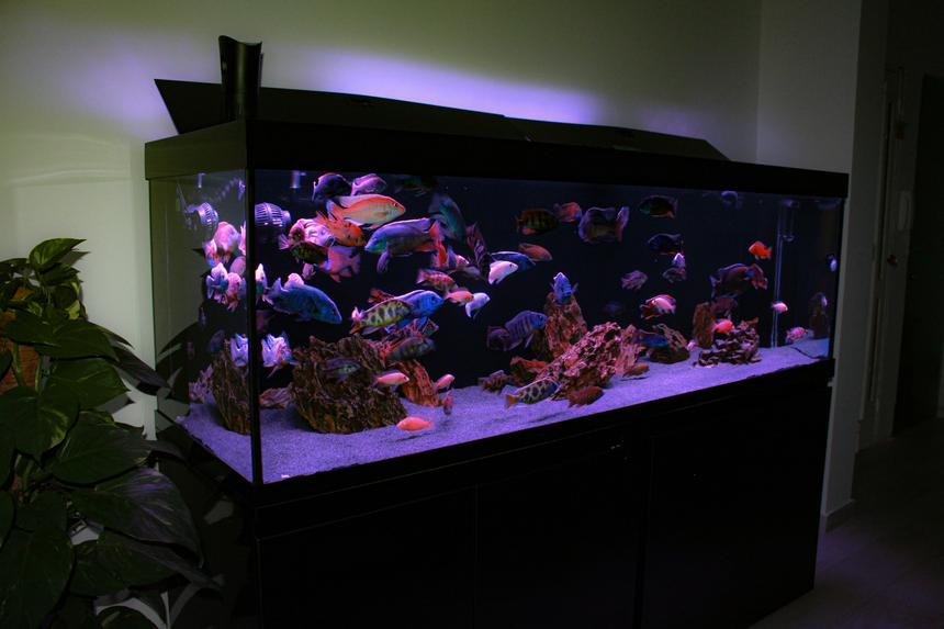 Rated #6: 202 Gallons Freshwater Fish Tank - malawi 200cm tank