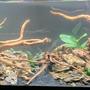 55 gallons freshwater fish tank (mostly fish and non-living decorations) - Before fish added.....