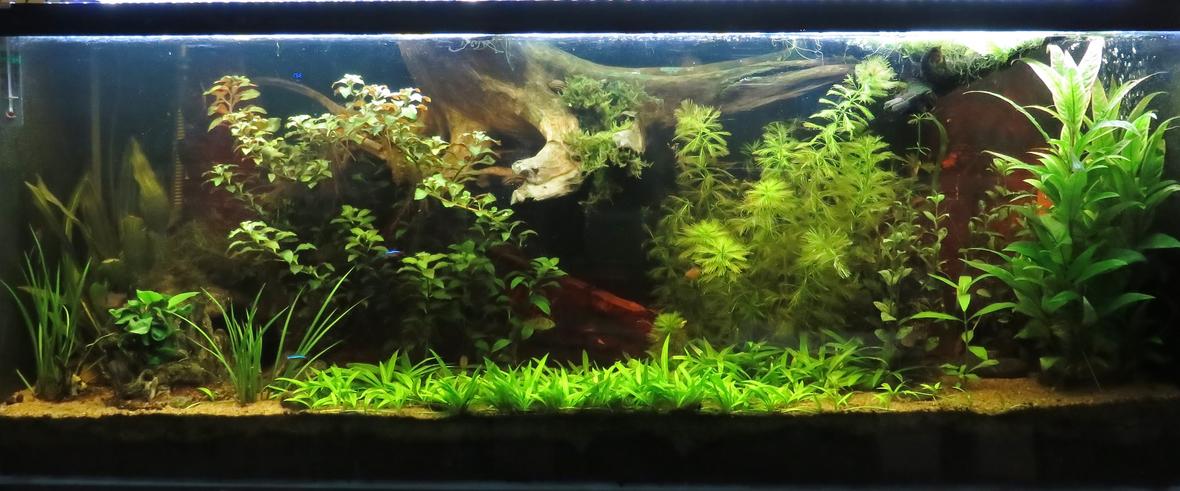 64 gallons planted tank (mostly live plants and fish) - 64 gallons tank