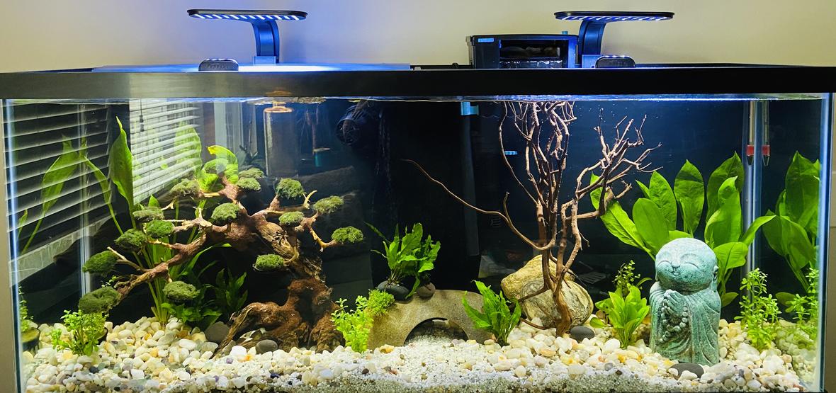 55 gallons planted tank (mostly live plants and fish) - Zen Garden