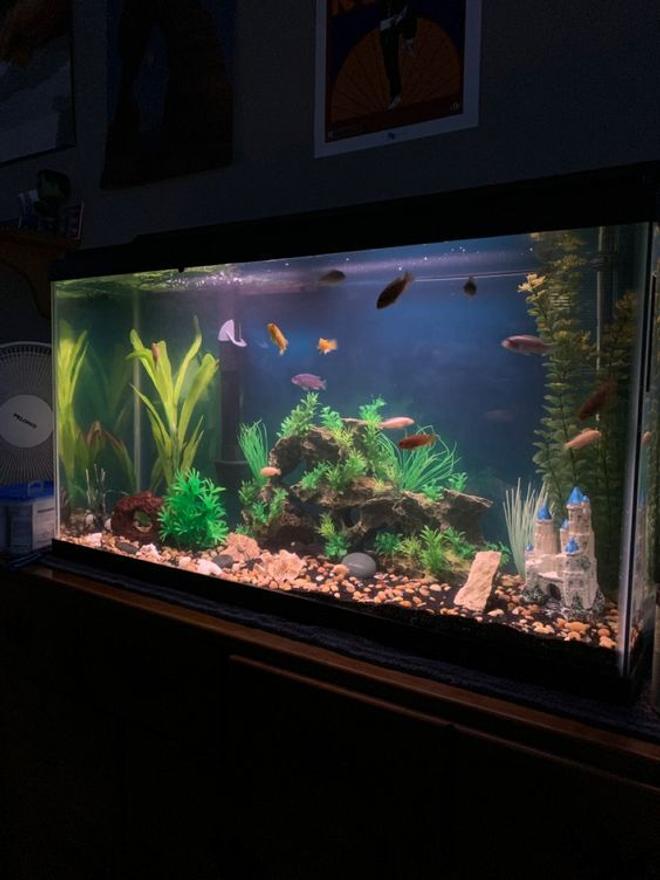 40 gallons freshwater fish tank (mostly fish and non-living decorations) - 40 gallon breeder tank