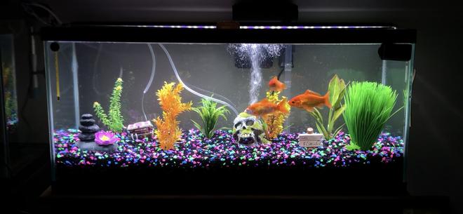 freshwater fish stocking in 40 gallons tank - Meet Finnegan, Scruffy and Chewy
