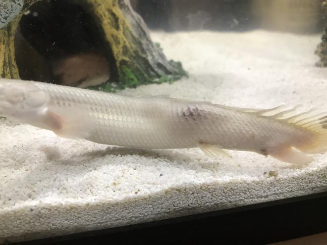 freshwater fish stocking in 50 gallons tank - My dinosaur Bichir has recently formed a crooked back and a lump on its side, purple-ish in color. He/She is swimming fine and acting normal, I`ve just never seen anything of the sorts before and REALLY wanting to help my fish