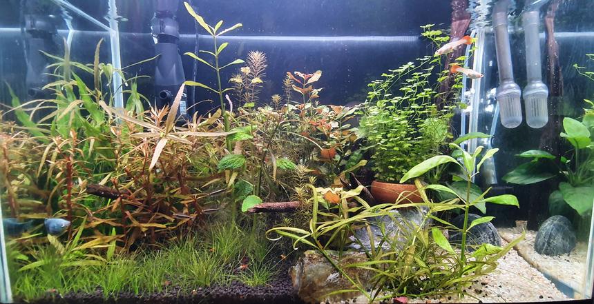 Rated #35: 20 Gallons Planted Tank - Mixed planted