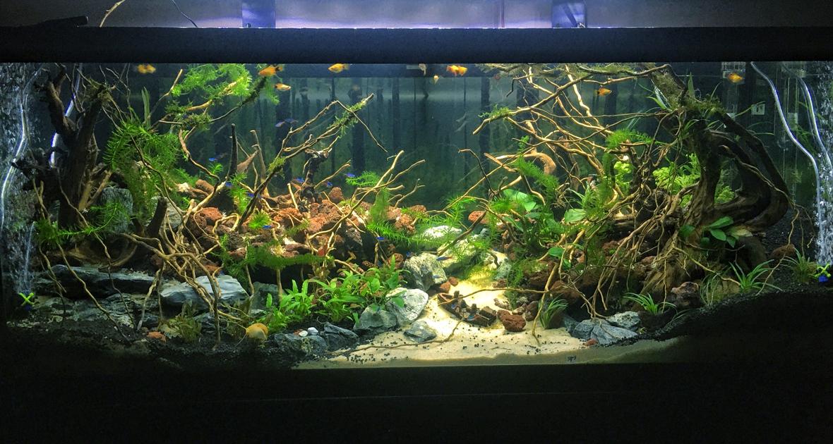 75 gallons planted tank (mostly live plants and fish) - A tank that took me 1 month and 1000$ to finish :))))