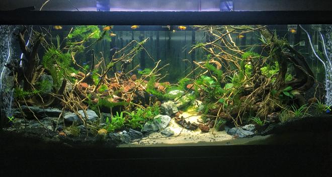 75 gallons planted tank (mostly live plants and fish) - A tank that took me 1 month and 1000$ to finish :))))
