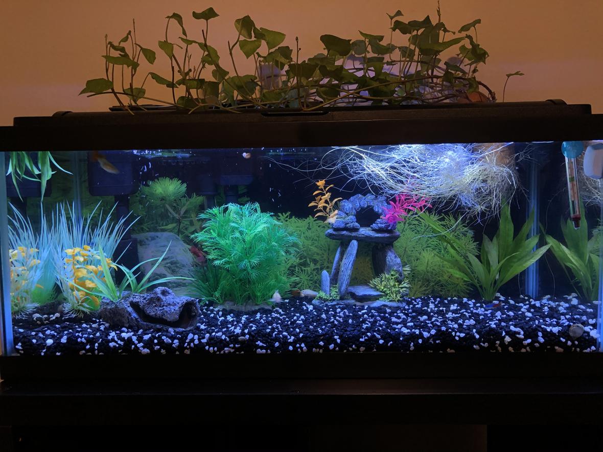 20 gallons freshwater fish tank (mostly fish and non-living decorations) - Sweet potato!!