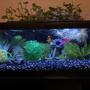 20 gallons freshwater fish tank (mostly fish and non-living decorations) - Sweet potato!!