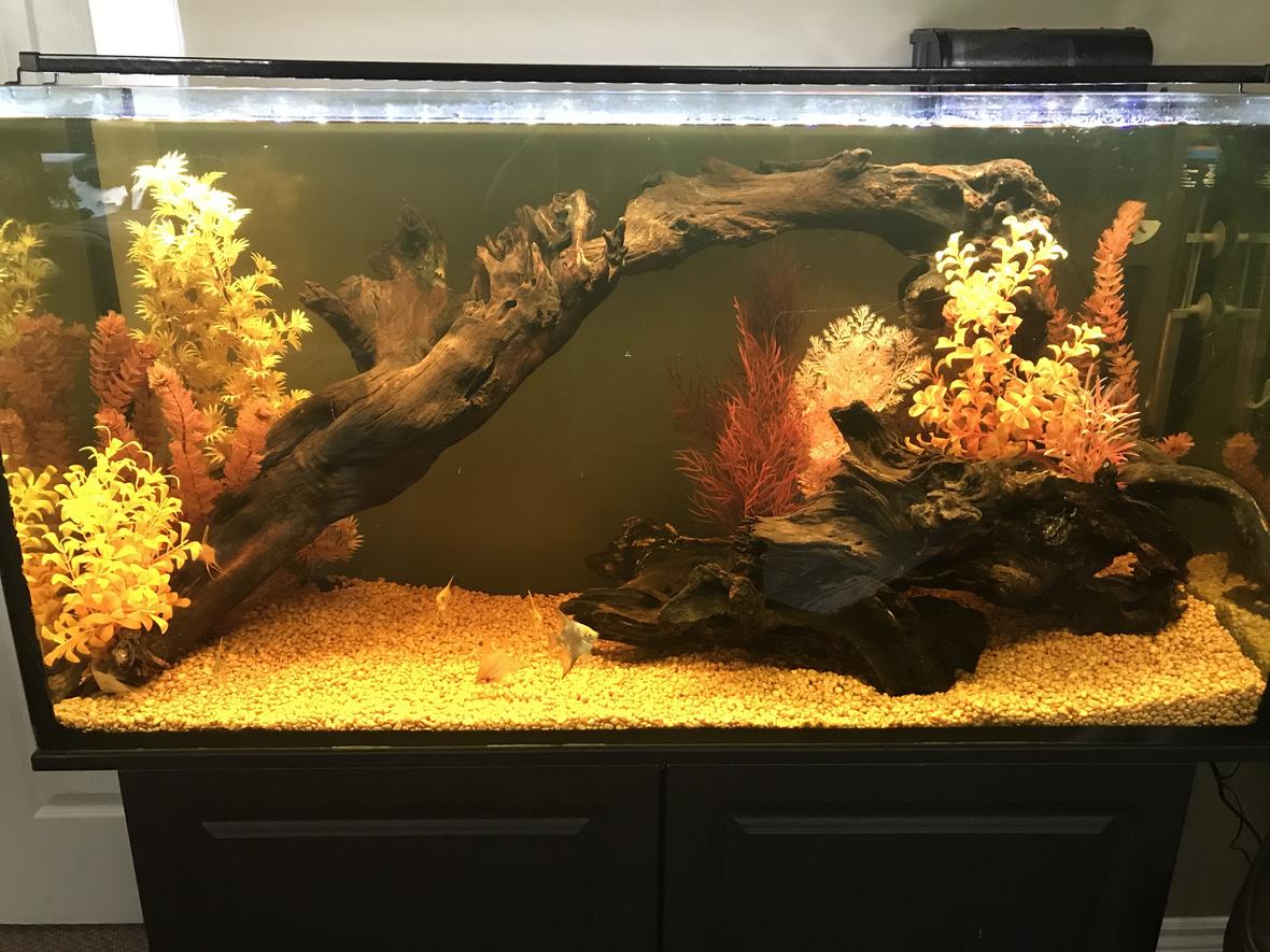75 gallons freshwater fish tank (mostly fish and non-living decorations) - My Angel & Discus Tank