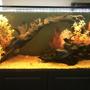 75 gallons freshwater fish tank (mostly fish and non-living decorations) - My Angel & Discus Tank