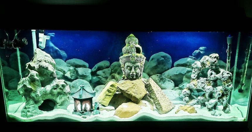 Rated #17: 55 Gallons Freshwater Fish Tank - My serenity