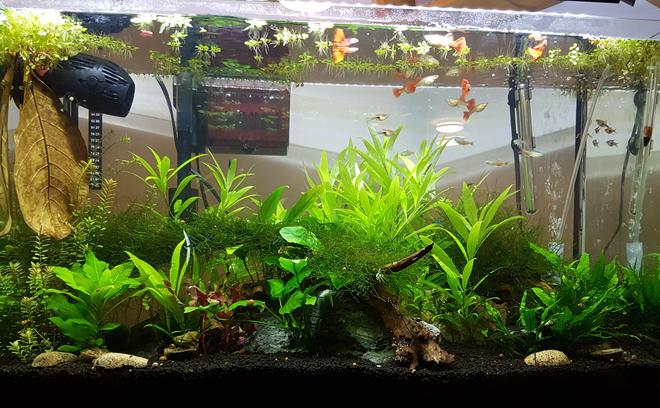 30 gallons planted tank (mostly live plants and fish) - this is my 4 month old 30 Gallon