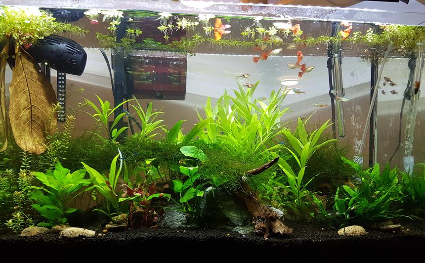 Rated #43: 30 Gallons Planted Tank - this is my 4 month old 30 Gallon