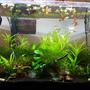 30 gallons planted tank (mostly live plants and fish) - this is my 4 month old 30 Gallon