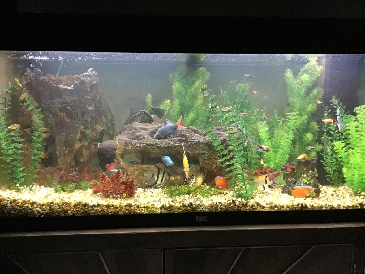 35 gallons freshwater fish tank (mostly fish and non-living decorations) - Full veiw
