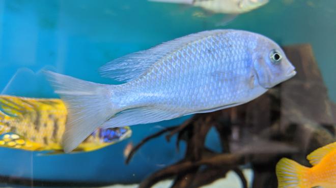 freshwater fish stocking in 100 gallons tank - Dolphin CichlidBought at about 4-6cm, had him about 6months now