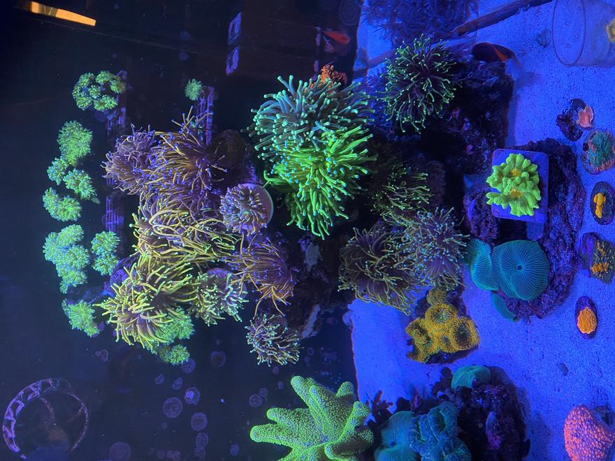 corals inverts stocking in 165 gallons tank - Under water spectacle