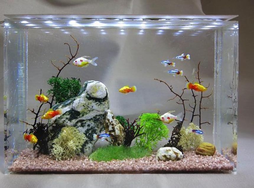 Rated #21: 148 Gallons Freshwater Fish Tank - My tank