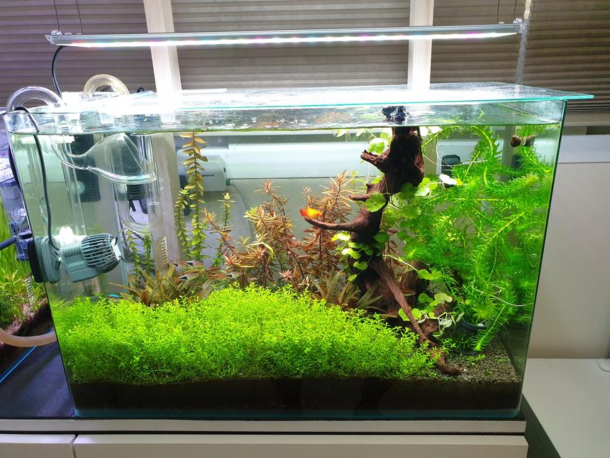 Rated #30: 20 Gallons Planted Tank - 20Gallon Planted tank